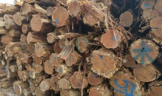 澳洲酸枝木是红木吗 澳洲酸枝木是红木吗