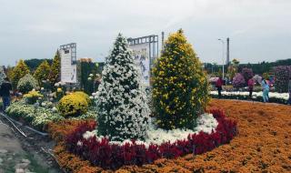 中山菊花展 中山菊花展