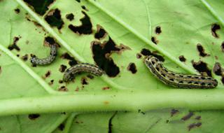 小菜蛾为什么难防治