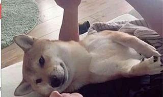 学校组织学生砸手机