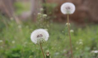 二年级种子传播仿写