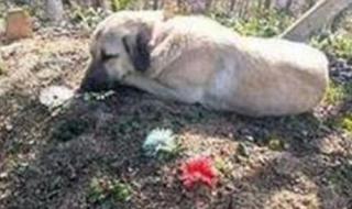 最聪明狗狗去世 最聪明狗狗去世