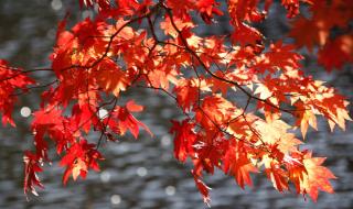 片片枫叶情简谱 片片枫叶情简谱