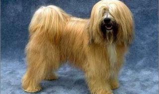 世界上最贵的狗排名